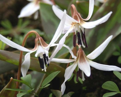 Erythronium dens-canis  niveum